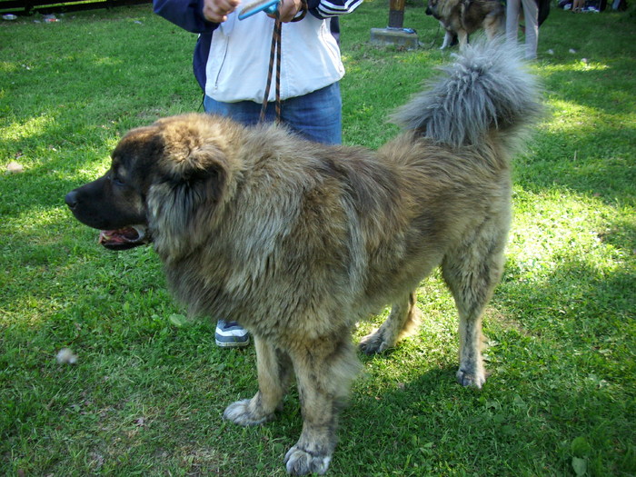 ciobanesc caucazian - Expo Canina Timisoara 05-06 sept 2009