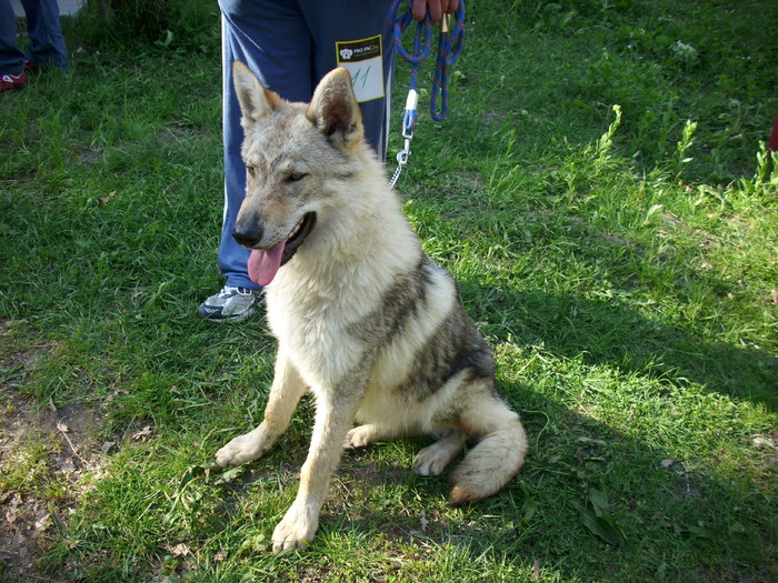 ciobanesc ceh - Expo Canina Timisoara 05-06 sept 2009