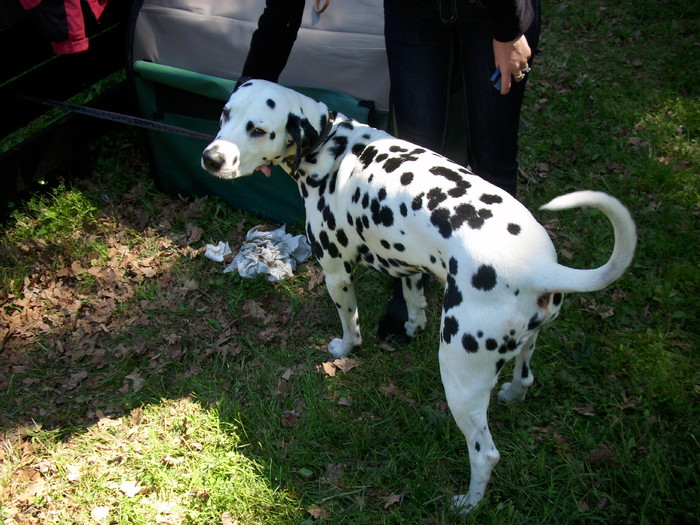 dalmatian - Expo Canina Timisoara 05-06 sept 2009