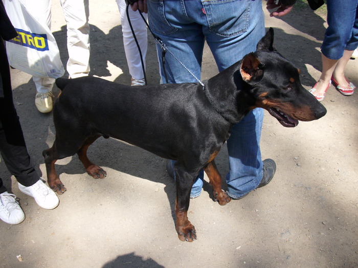 doberman - Expo Canina Timisoara 05-06 sept 2009