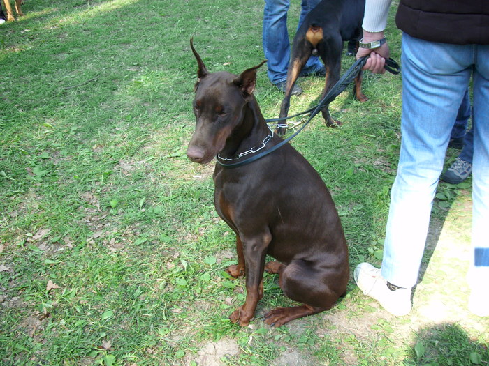 dobermann - Expo Canina Timisoara 05-06 sept 2009