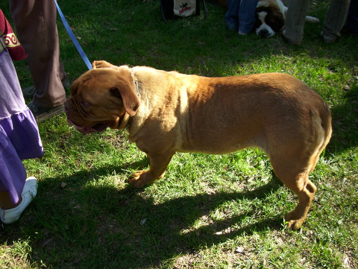 Dog de Bordeaux 1 - Expo Canina Timisoara 05-06 sept 2009