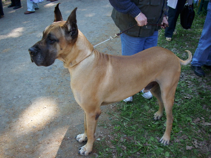 dog german 02 - Expo Canina Timisoara 05-06 sept 2009