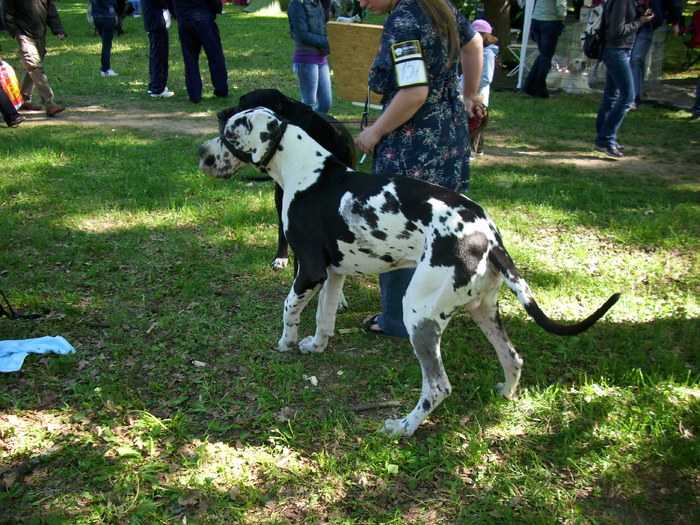 dog german - Expo Canina Timisoara 05-06 sept 2009