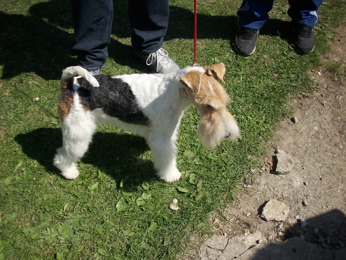 fox terrier (par sarmos) - Expo Canina Timisoara 05-06 sept 2009