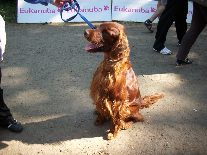 golden retriever - Expo Canina Timisoara 05-06 sept 2009