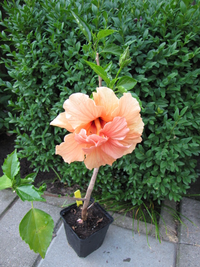 Hibiscus dublu (Gabi Jalba) 4 iul 2010 (1)