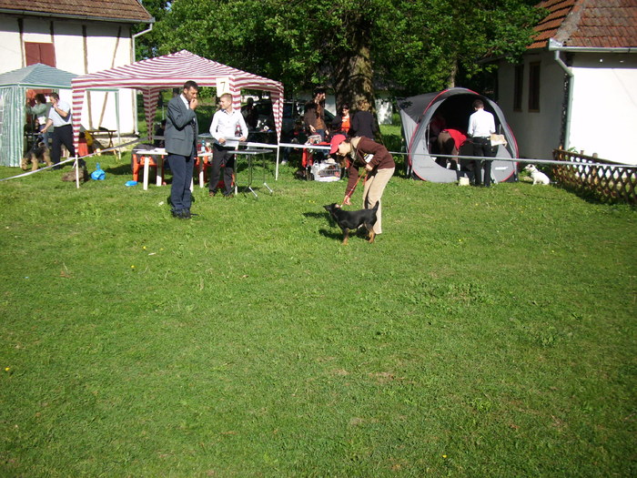 IMG_1484 - Expo Canina Timisoara 05-06 sept 2009