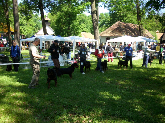 IMG_1603 - Expo Canina Timisoara 05-06 sept 2009