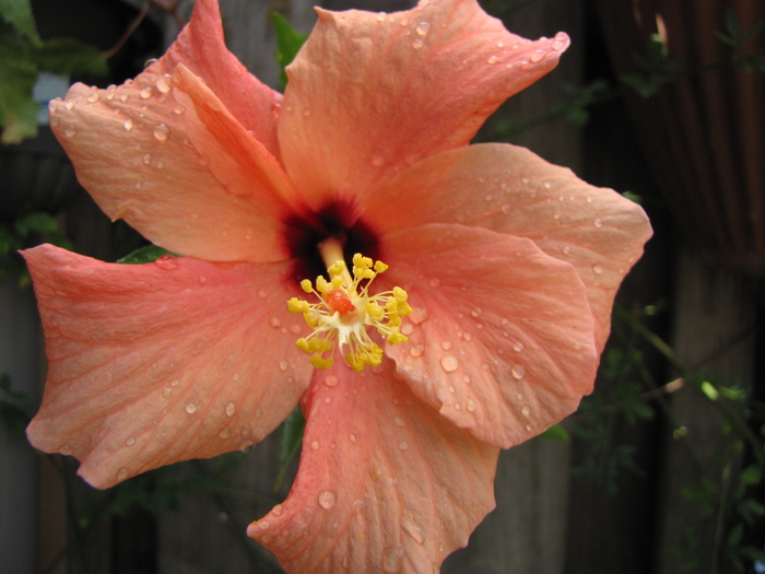 Hibiscus dublu (Gabi Jalba) 13 iul 2010 (2) - hibiscus dublu Gabi J