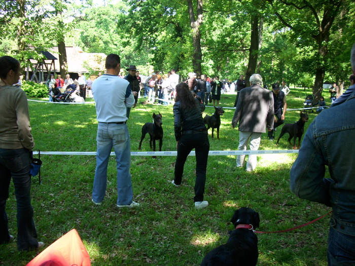 IMG_1634 - Expo Canina Timisoara 05-06 sept 2009