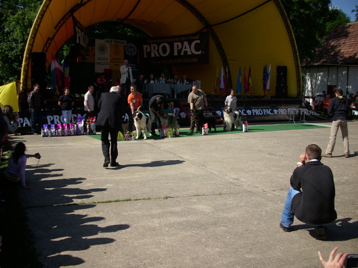 IMG_1734 - Expo Canina Timisoara 05-06 sept 2009