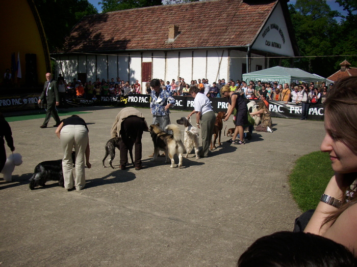 IMG_1746 - Expo Canina Timisoara 05-06 sept 2009