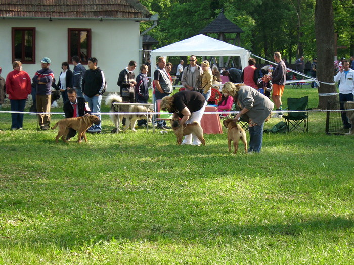IMG_1761 - Expo Canina Timisoara 05-06 sept 2009
