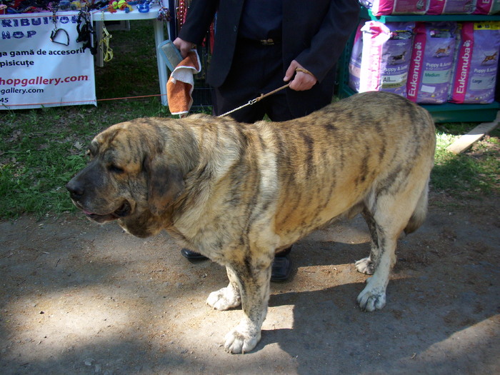 mastif englez - Expo Canina Timisoara 05-06 sept 2009