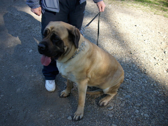 Mastiff Englez 3 - Expo Canina Timisoara 05-06 sept 2009