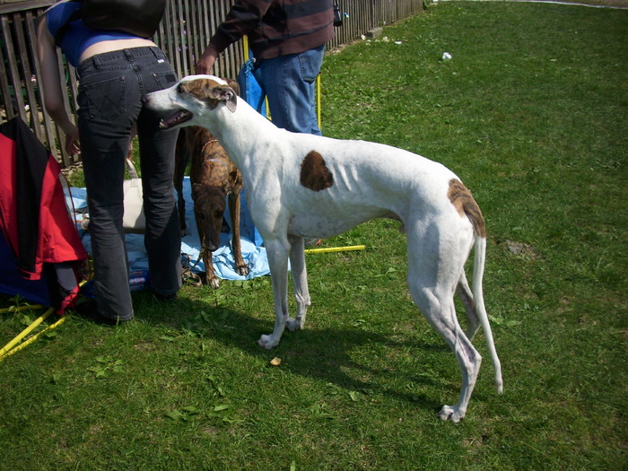 ogar unguresc - Expo Canina Timisoara 05-06 sept 2009