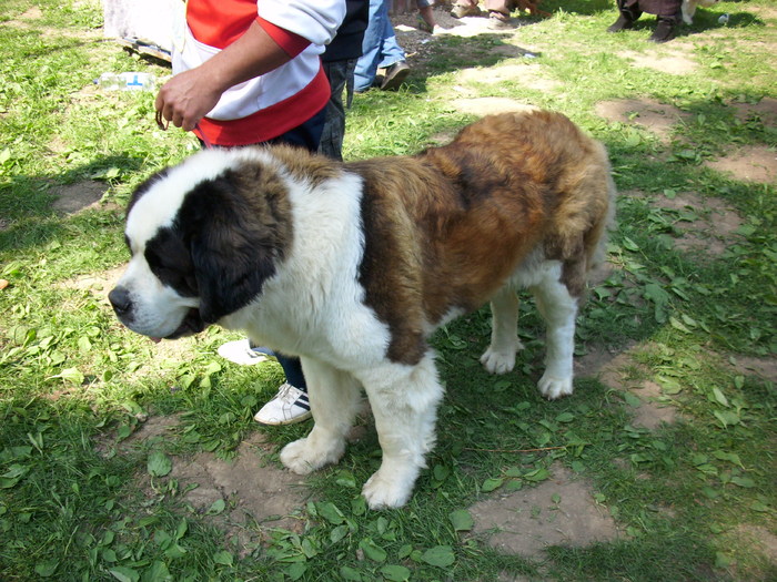 saint-bernard - Expo Canina Timisoara 05-06 sept 2009