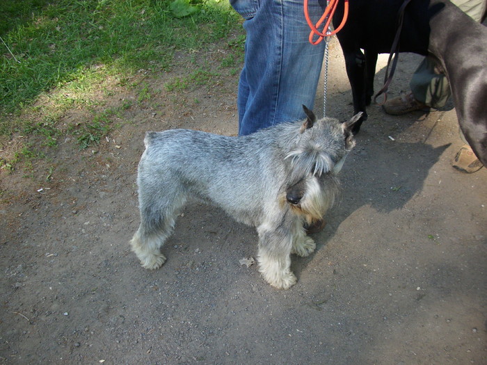 schnauzer mediu(sare piper) - Expo Canina Timisoara 05-06 sept 2009