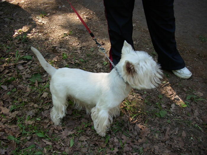 westhigland terrier - Expo Canina Timisoara 05-06 sept 2009