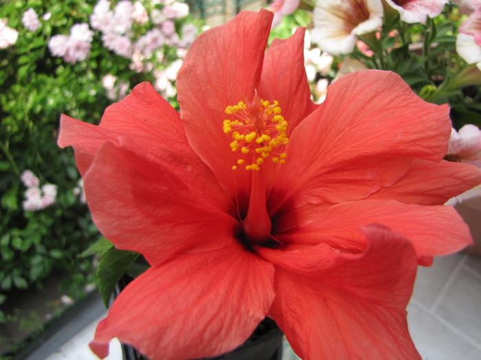 Hibiscus rosu-port. dublu (Gabi Jalba) 3 iul 2010 (2)