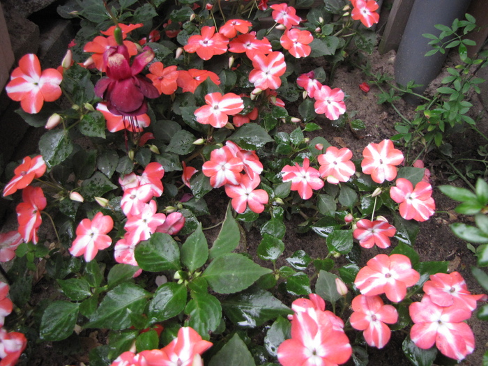 Impatiens 13 iul 2010 - impatiens