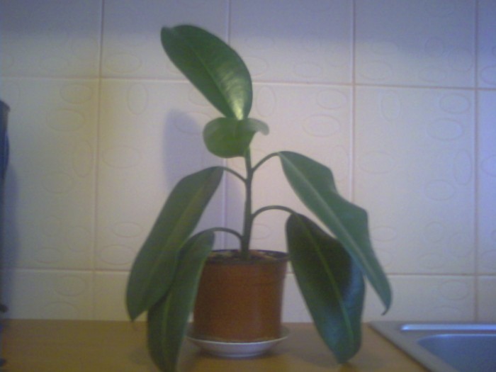 P27-06-10_15.03 - x - ficus