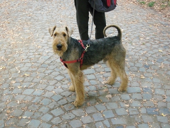 airedale - Expo Canina TG Mures 05-06 sep 2009