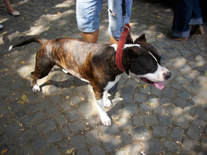 amstaff - Expo Canina TG Mures 05-06 sep 2009