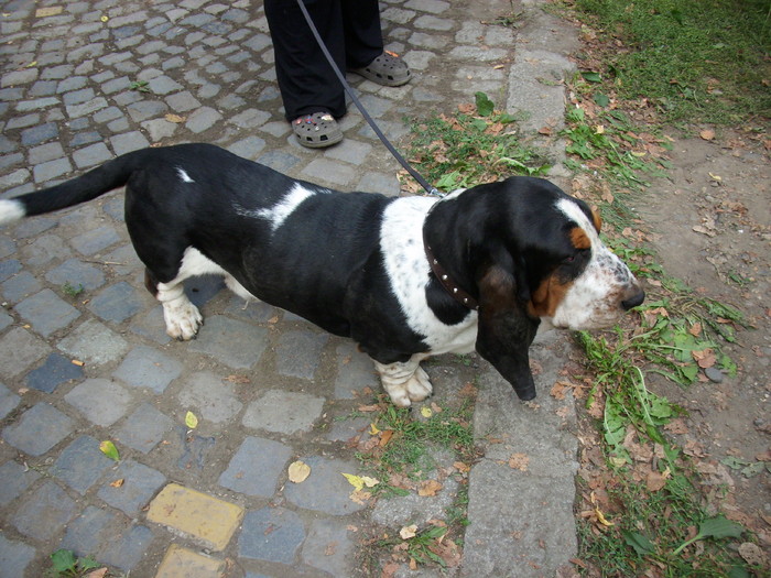 basset - Expo Canina TG Mures 05-06 sep 2009