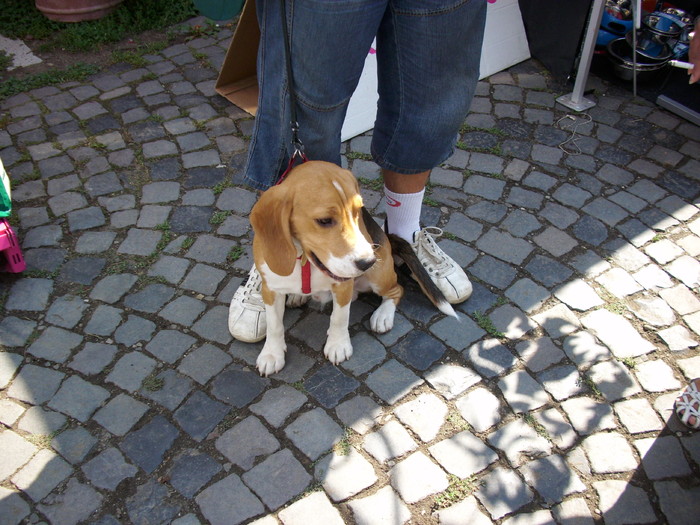 beagle - Expo Canina TG Mures 05-06 sep 2009