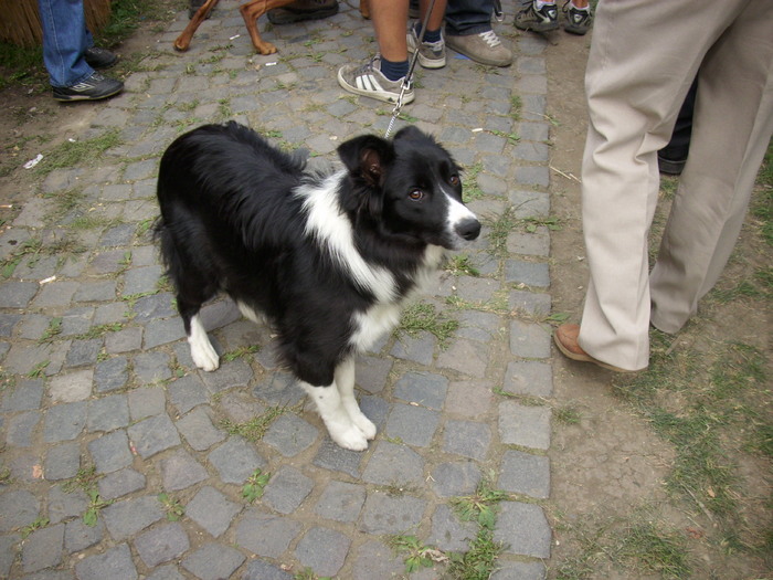 border collie - Expo Canina TG Mures 05-06 sep 2009