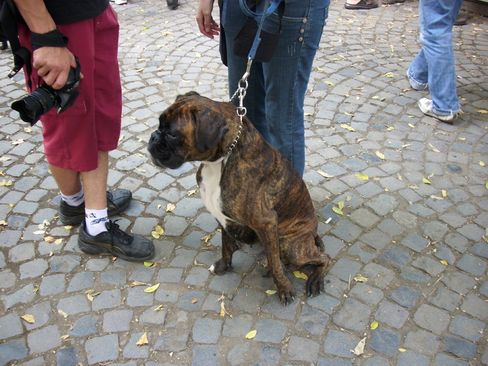 boxer - Expo Canina TG Mures 05-06 sep 2009
