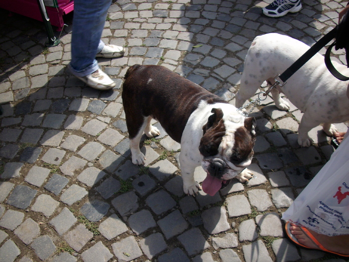 bulldog englez 01 - Expo Canina TG Mures 05-06 sep 2009