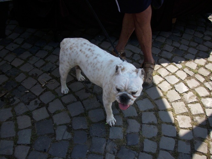 bulldog englez - Expo Canina TG Mures 05-06 sep 2009