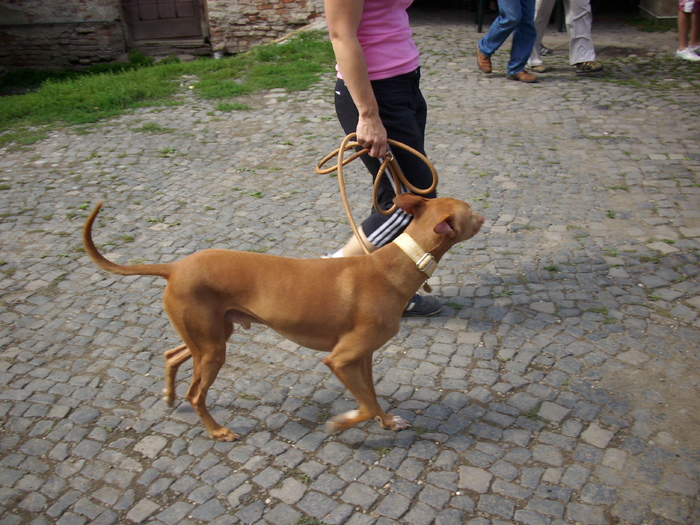 cainele faraonilor - Expo Canina TG Mures 05-06 sep 2009