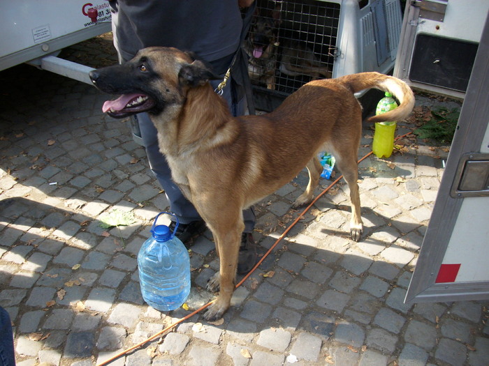 ciobanesc belgian malinois - Expo Canina TG Mures 05-06 sep 2009