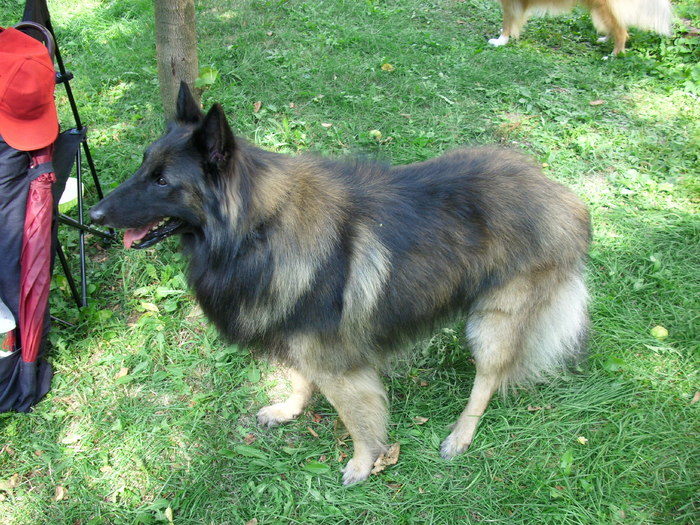 ciobanesc belgian tervueren - Expo Canina TG Mures 05-06 sep 2009