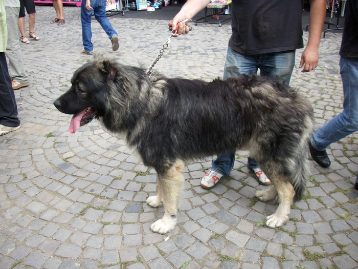 ciobanesc caucazian 01 - Expo Canina TG Mures 05-06 sep 2009