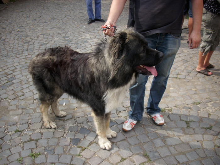 ciobanesc caucazian - Expo Canina TG Mures 05-06 sep 2009