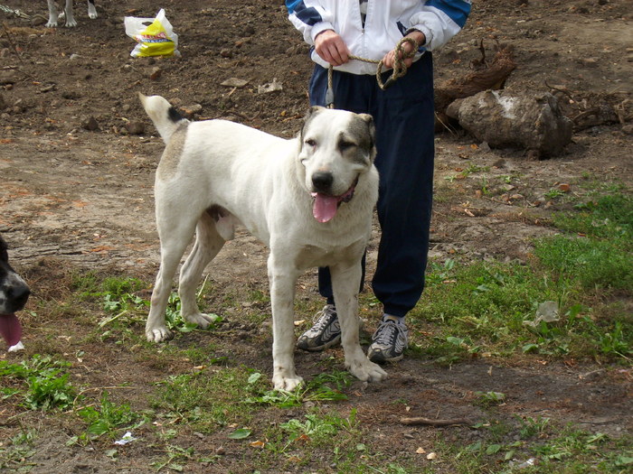 ciobanesc de asia centrala 02 - Expo Canina TG Mures 05-06 sep 2009