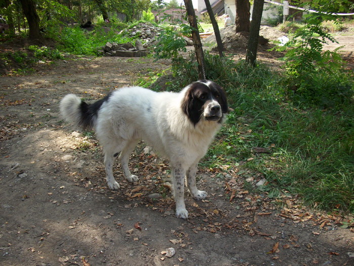 ciobanesc de bucovina - Expo Canina TG Mures 05-06 sep 2009