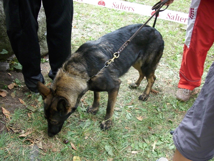 ciobanesc german (linia de munca) - Expo Canina TG Mures 05-06 sep 2009