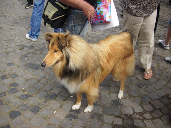 collie 02 - Expo Canina TG Mures 05-06 sep 2009