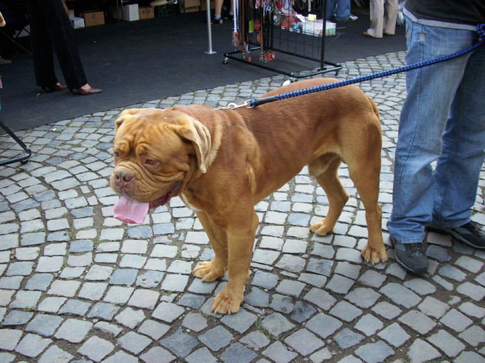 dog de bordo - Expo Canina TG Mures 05-06 sep 2009