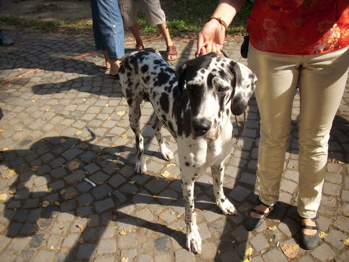 dog german - Expo Canina TG Mures 05-06 sep 2009