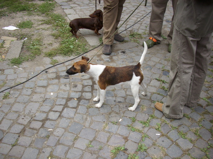 fox terrier - Expo Canina TG Mures 05-06 sep 2009