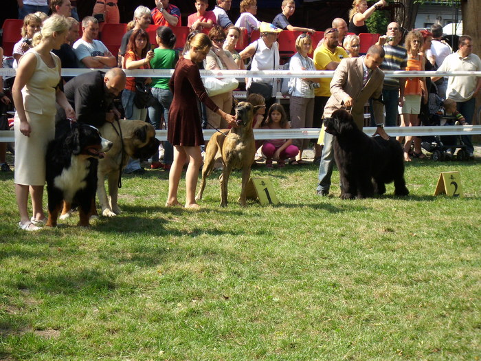 IMG_2859 - Expo Canina TG Mures 05-06 sep 2009