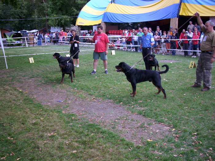 IMG_2951 - Expo Canina TG Mures 05-06 sep 2009