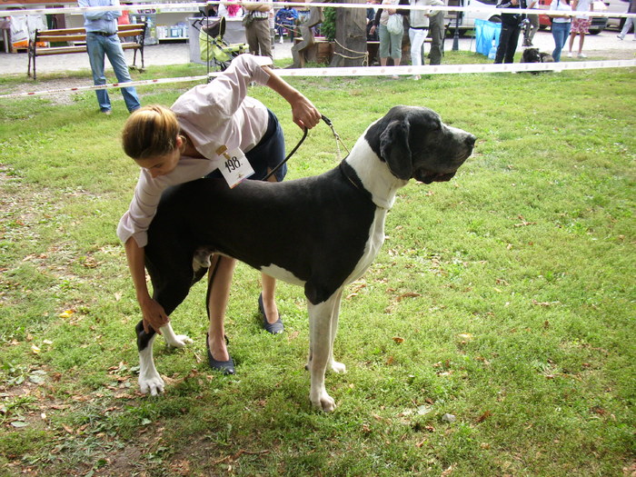 IMG_3080 - Expo Canina TG Mures 05-06 sep 2009